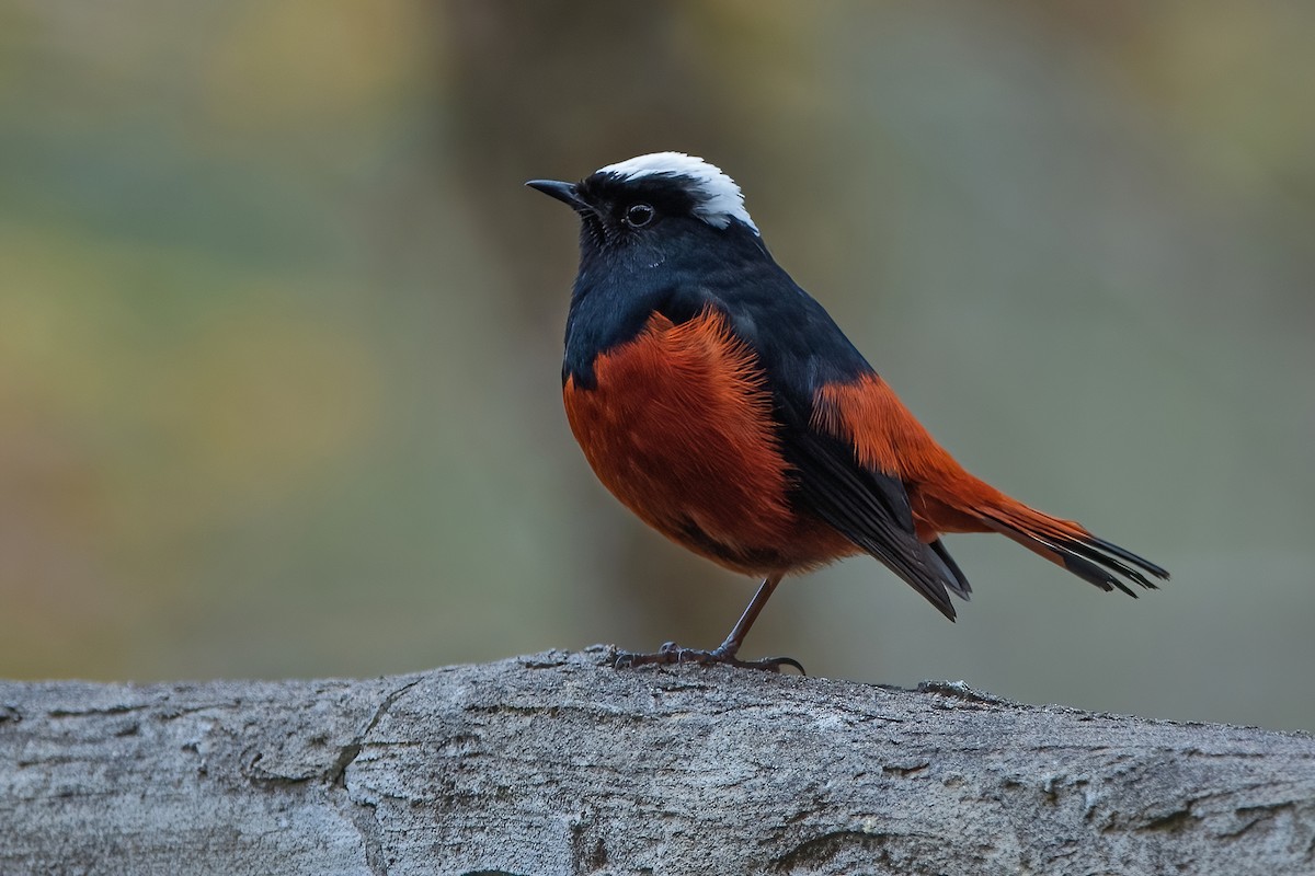 White-capped Redstart - ML611190006