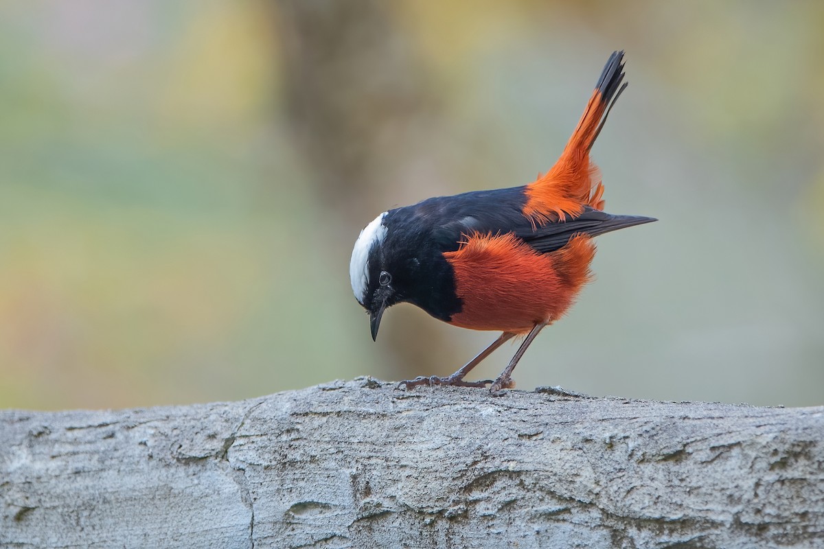 White-capped Redstart - ML611190007