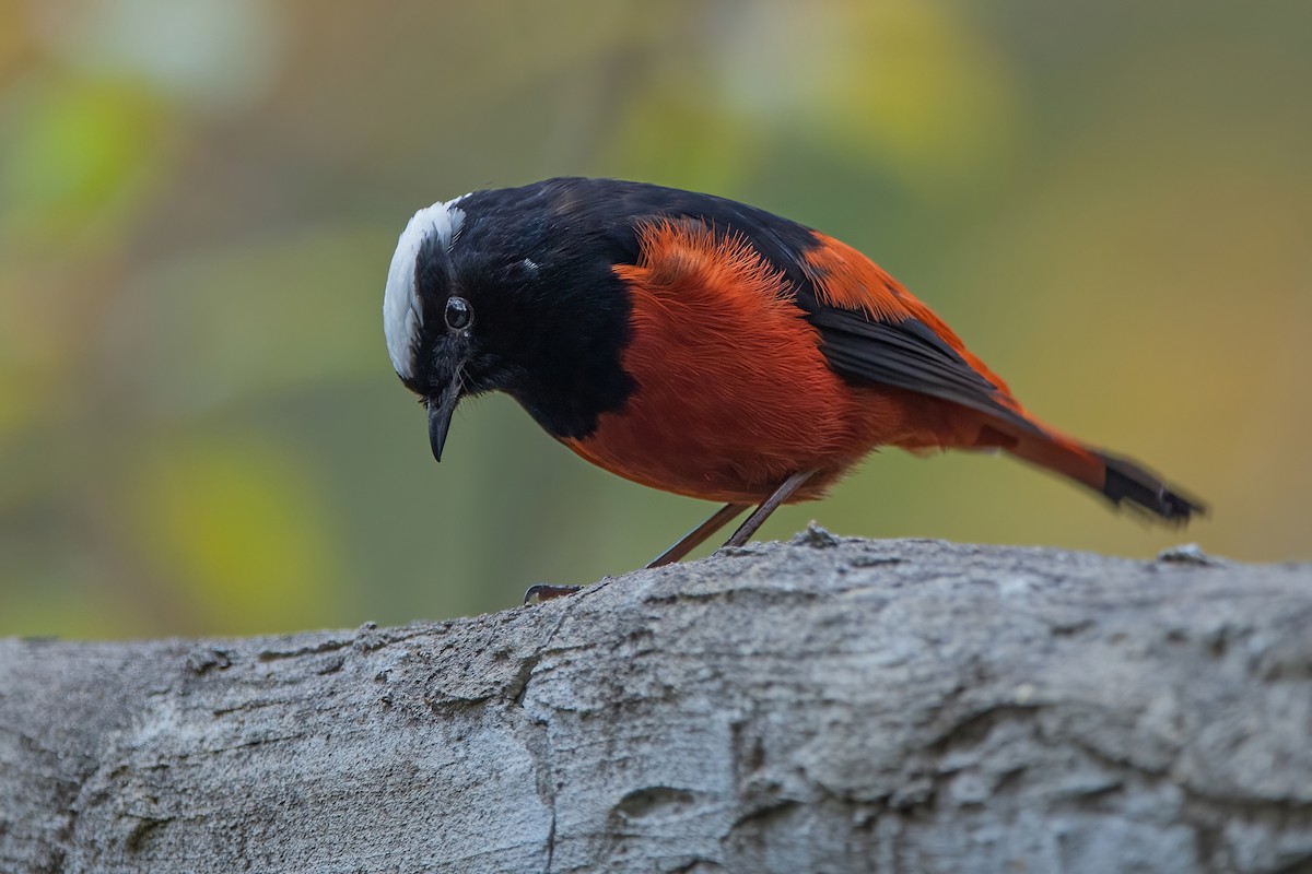 White-capped Redstart - ML611190009