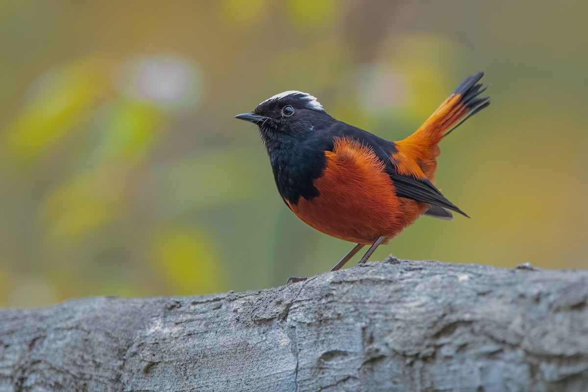 White-capped Redstart - ML611190010