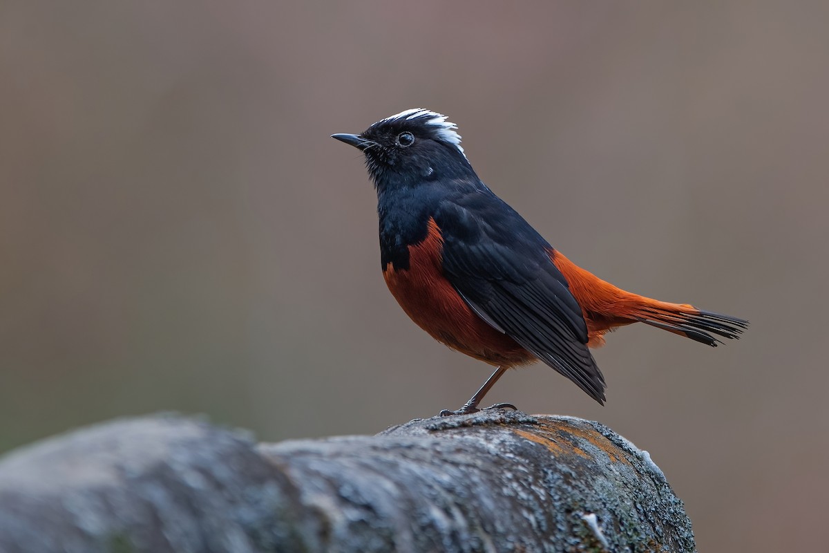 White-capped Redstart - ML611190016