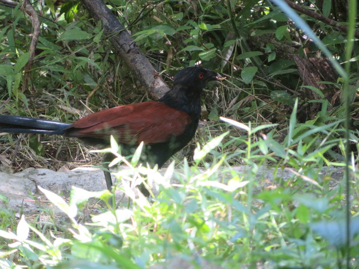 Greater Coucal - ML611190115
