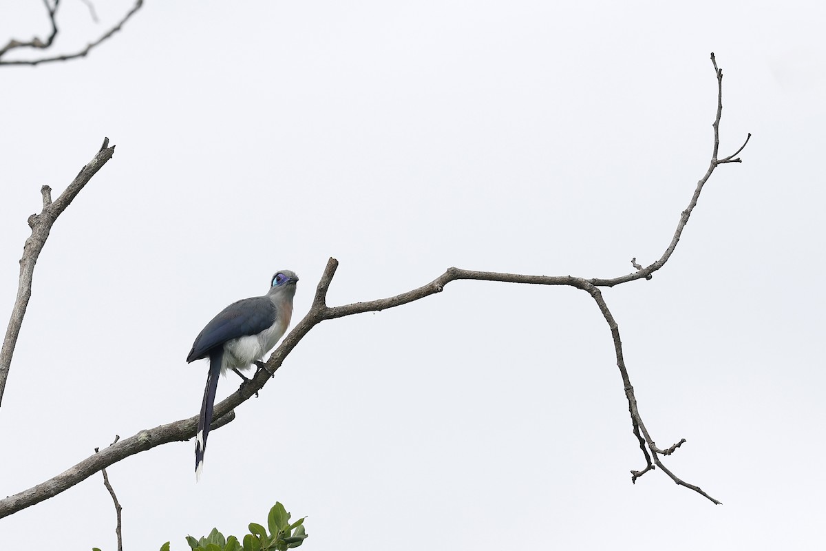 Crested Coua - ML611190228
