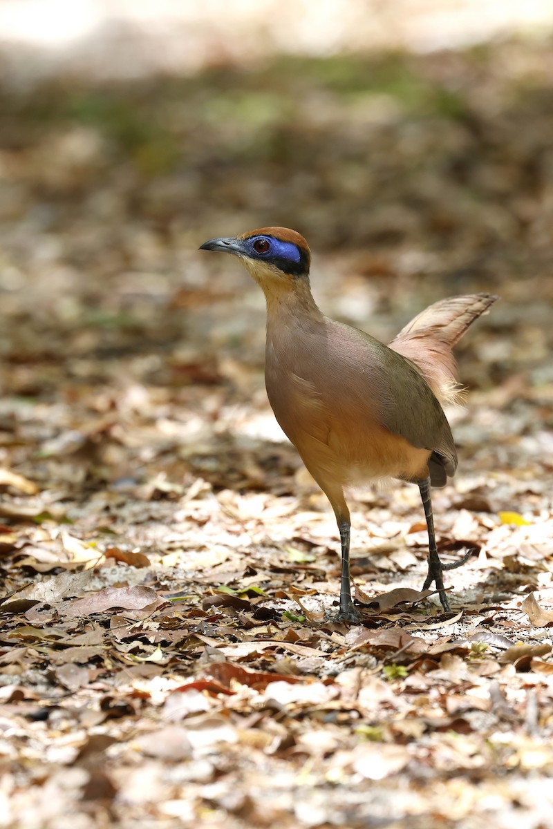 kukalka modrolící (ssp. ruficeps) - ML611190240