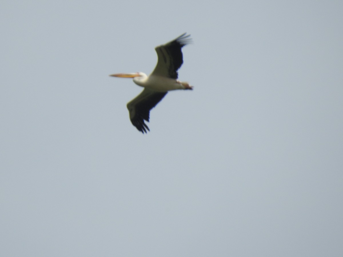 pelikán bílý - ML611190306