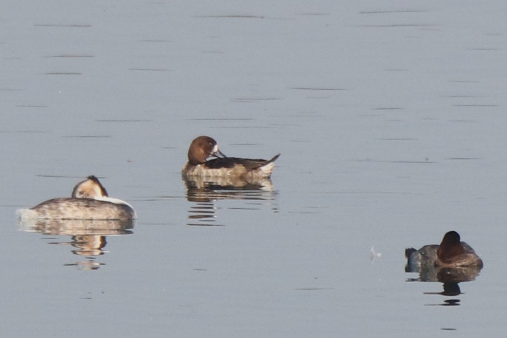 Greater Scaup - ML611190340