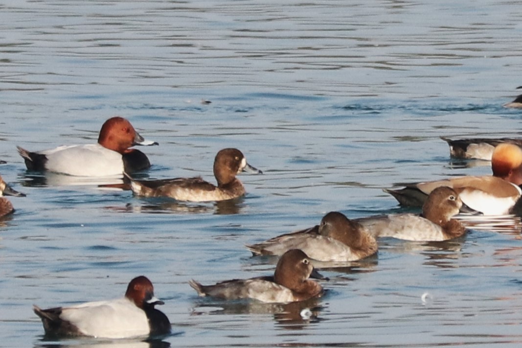 Greater Scaup - ML611190341