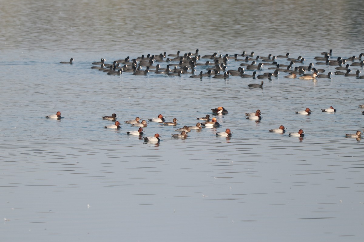Greater Scaup - ML611190342