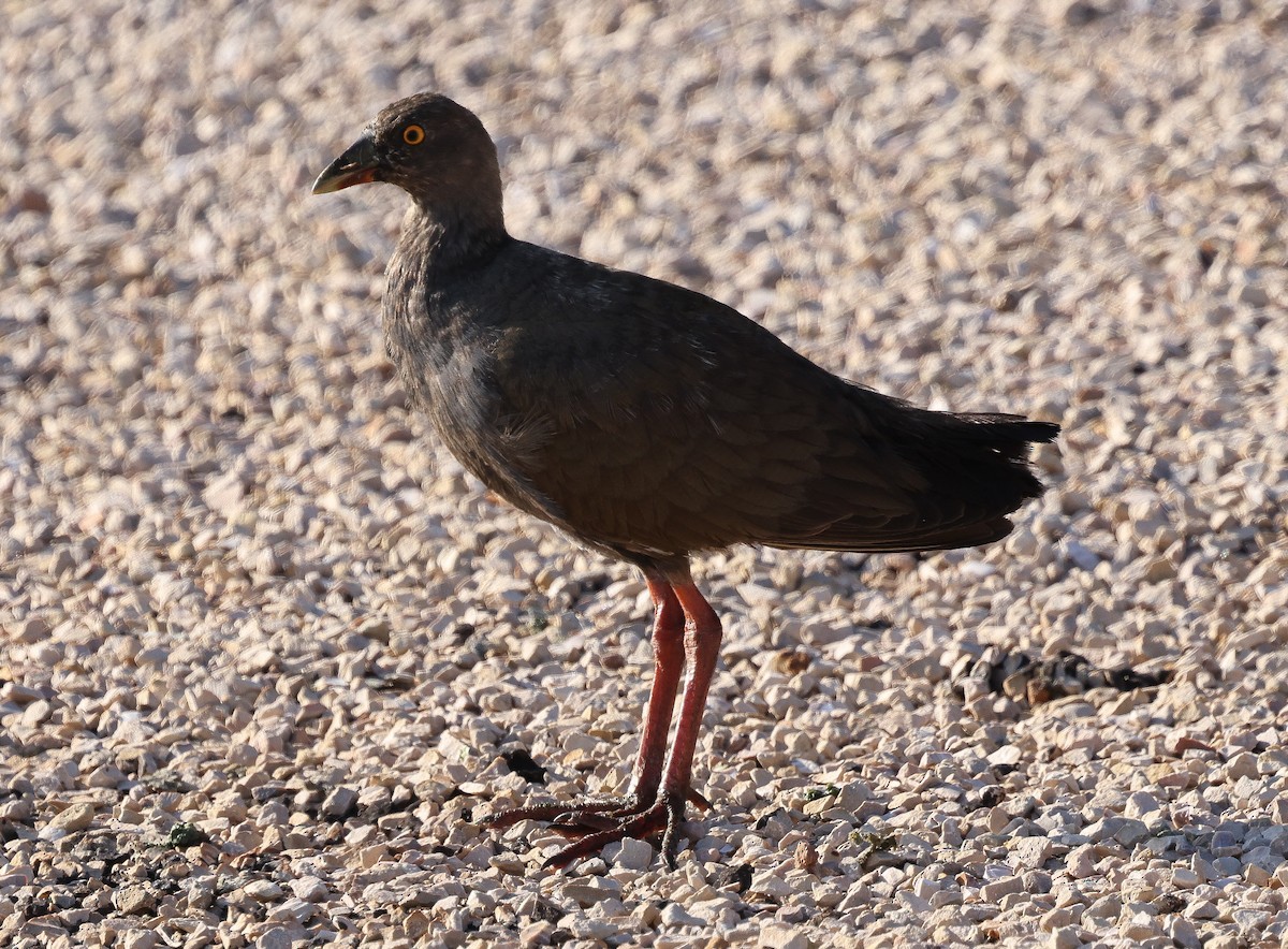 Black-tailed Nativehen - Luke Enright