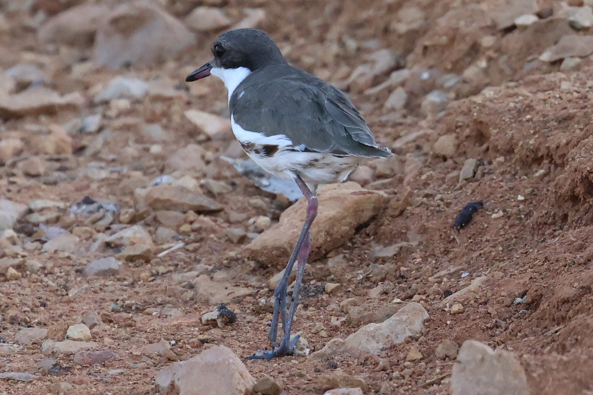 Red-kneed Dotterel - ML611190513