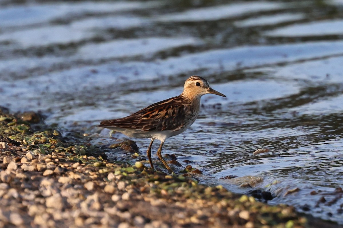 Long-toed Stint - Luke Enright