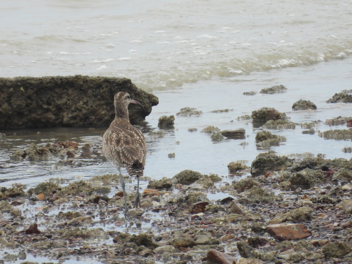 Whimbrel - stephen tierney
