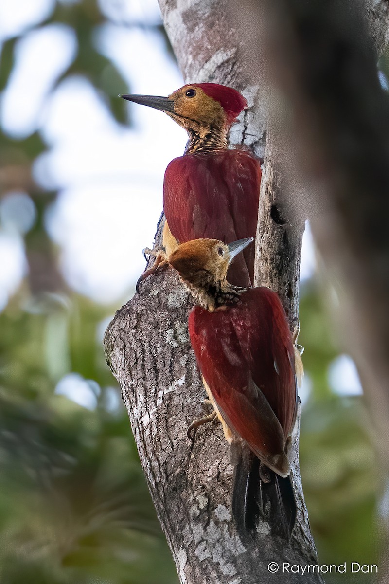 Yellow-faced Flameback - Raymond  Dan