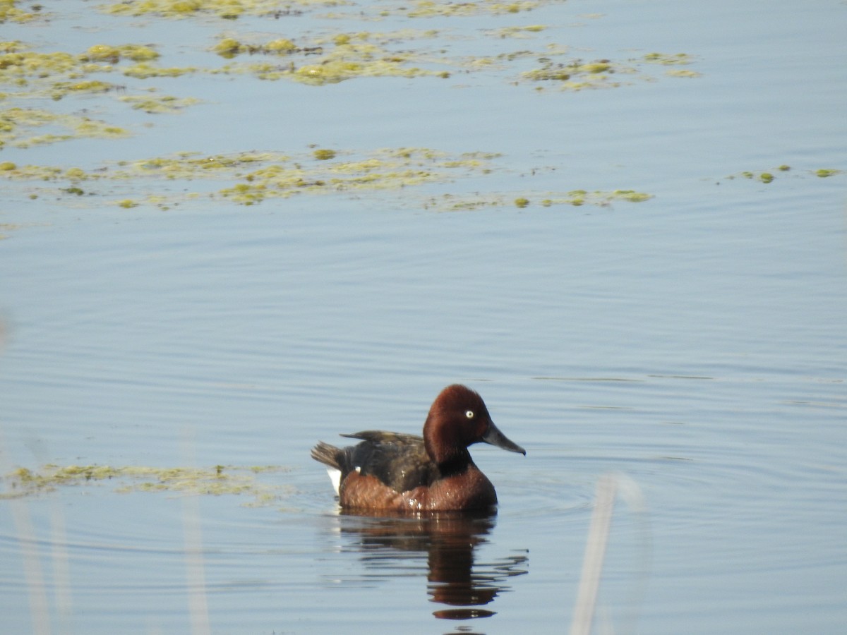 Ferruginous Duck - ML611190565