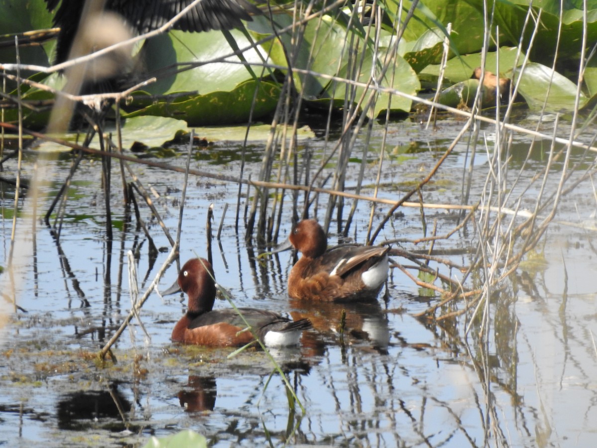 Ferruginous Duck - ML611190566