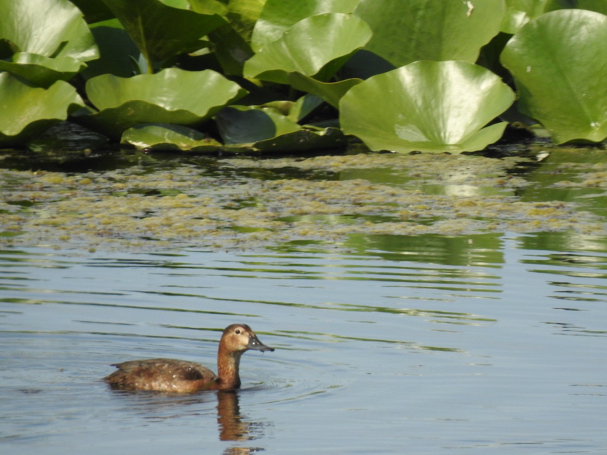 Common Pochard - Zeynep Sever