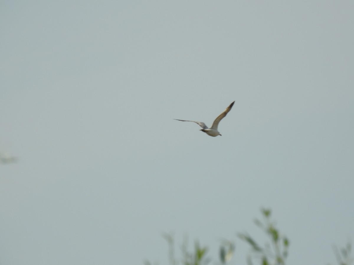 Yellow-legged Gull - ML611190583