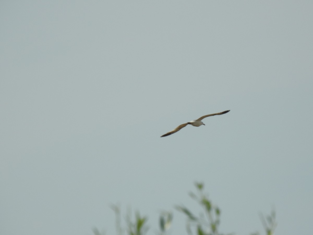 Yellow-legged Gull - Zeynep Sever