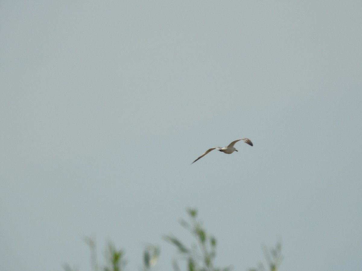 Yellow-legged Gull - Zeynep Sever