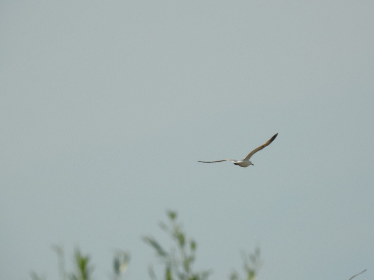 Yellow-legged Gull - ML611190587