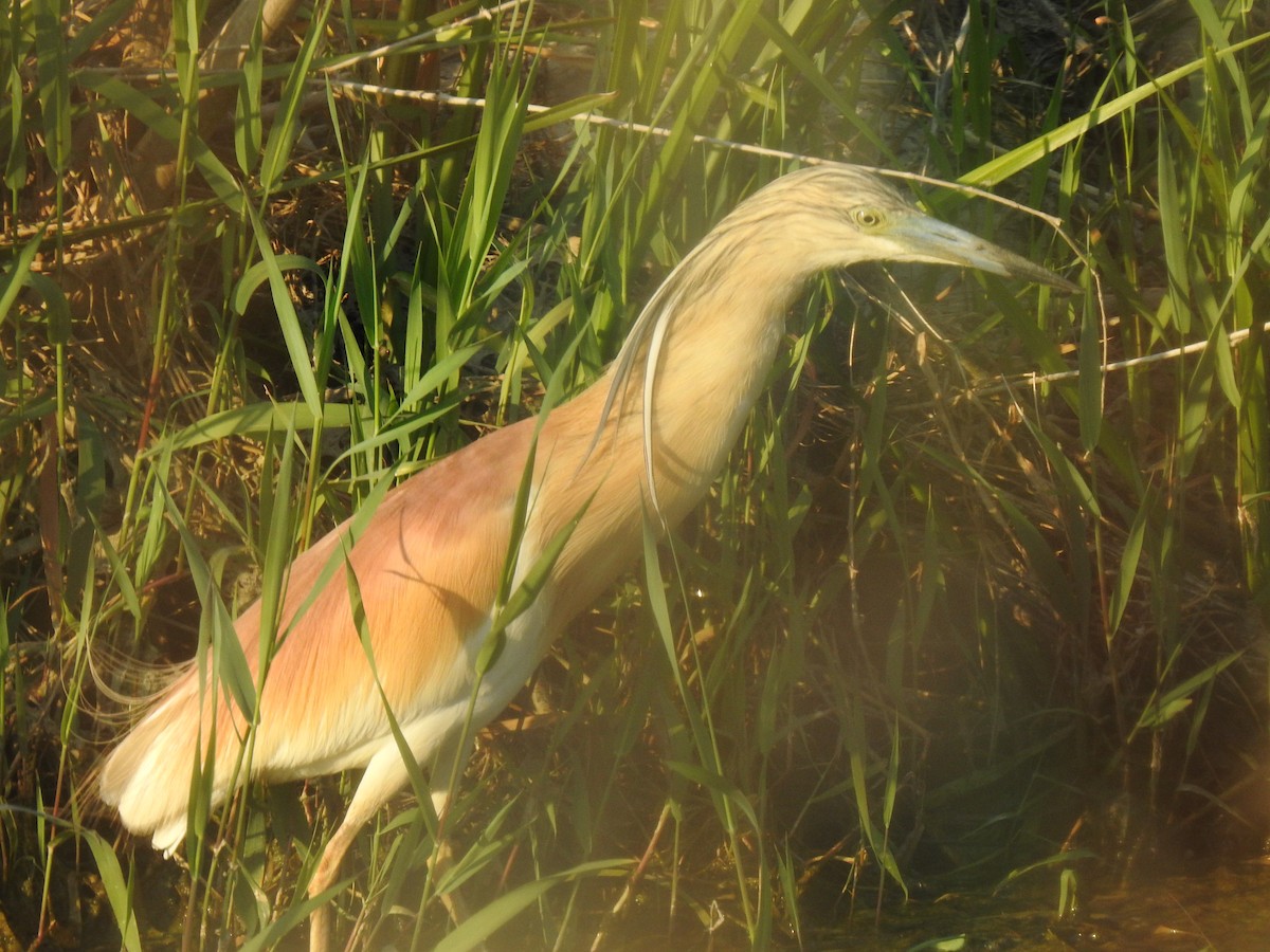 Squacco Heron - ML611190602