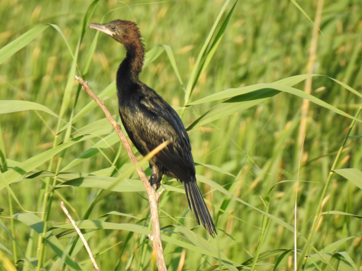 Pygmy Cormorant - ML611190609