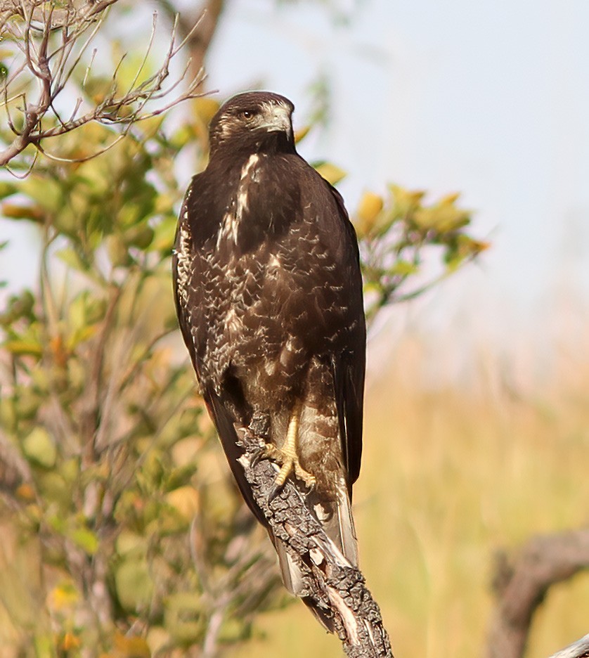 Zone-tailed Hawk - ML611190652