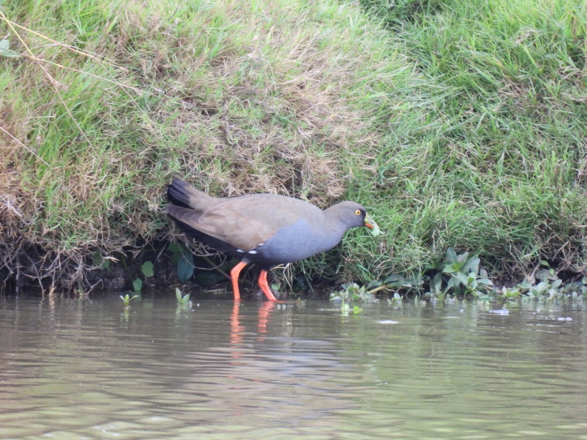 Black-tailed Nativehen - Alison Skelhorn