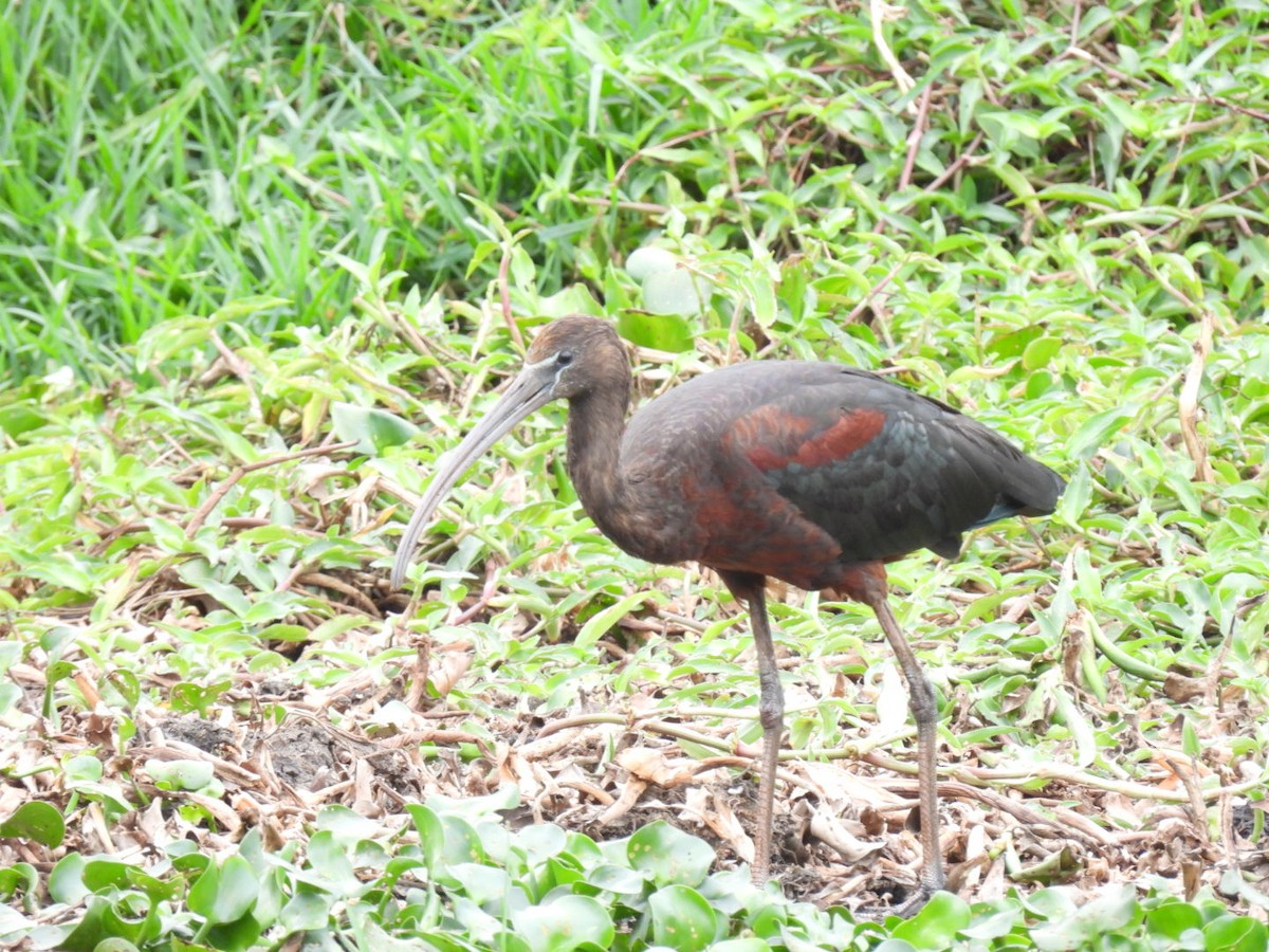 Glossy Ibis - Alison Skelhorn