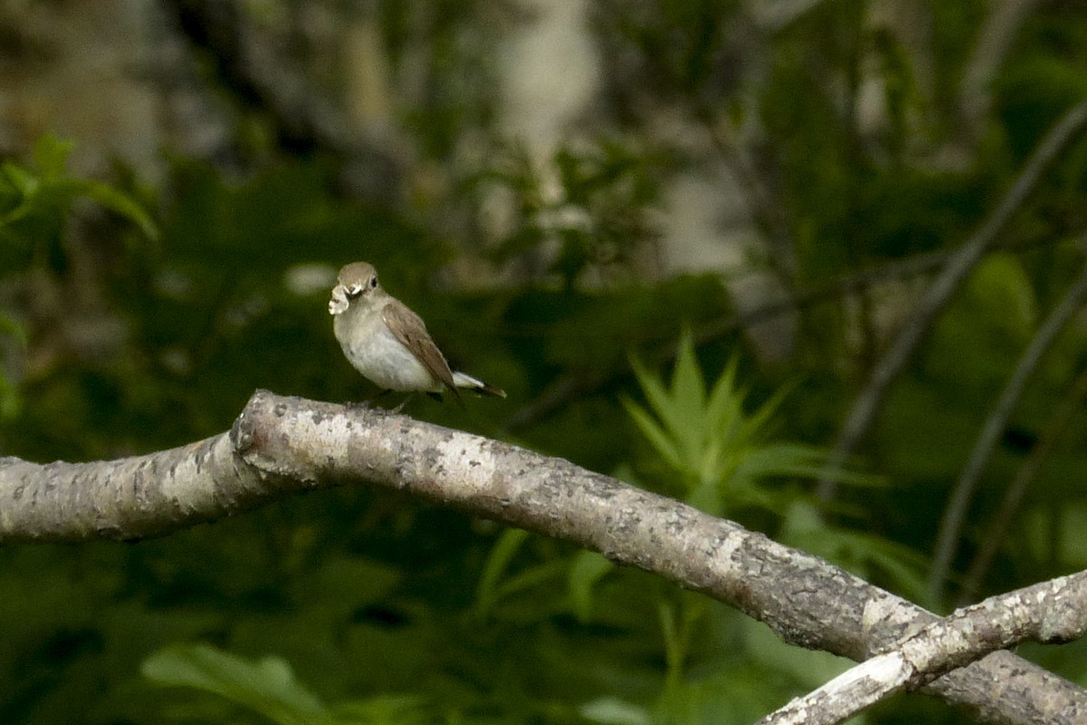 Taiga Flycatcher - ML611190769