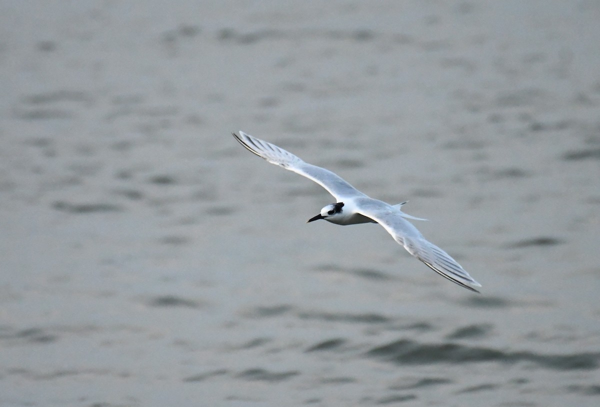 Sandwich Tern - ML611190790