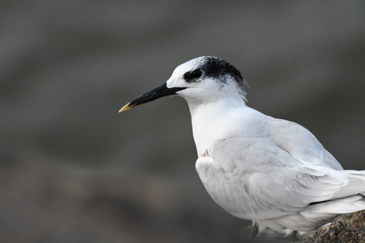 Sandwich Tern - ML611190794