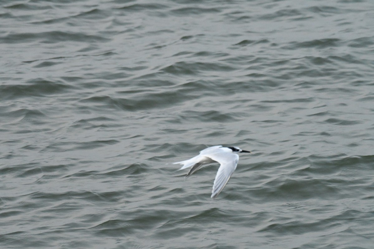 Sandwich Tern - ML611190795