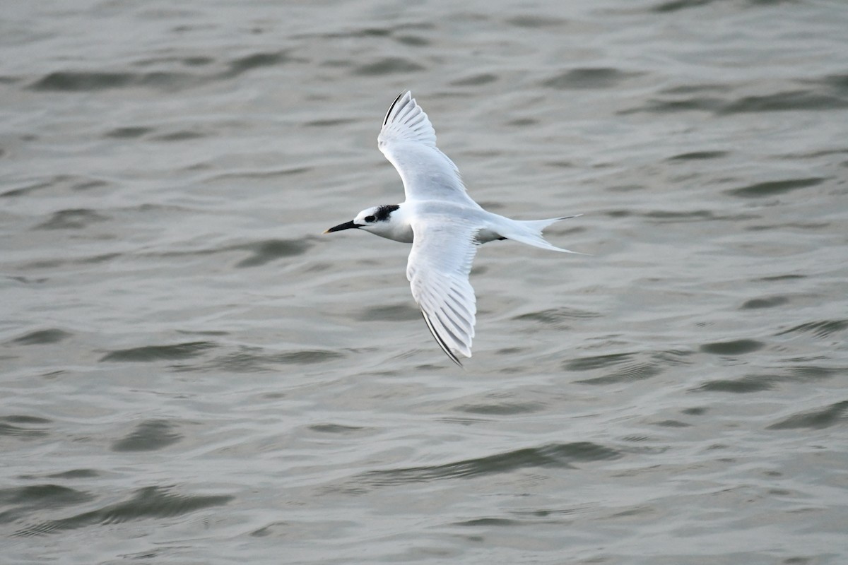 Sandwich Tern - ML611190796