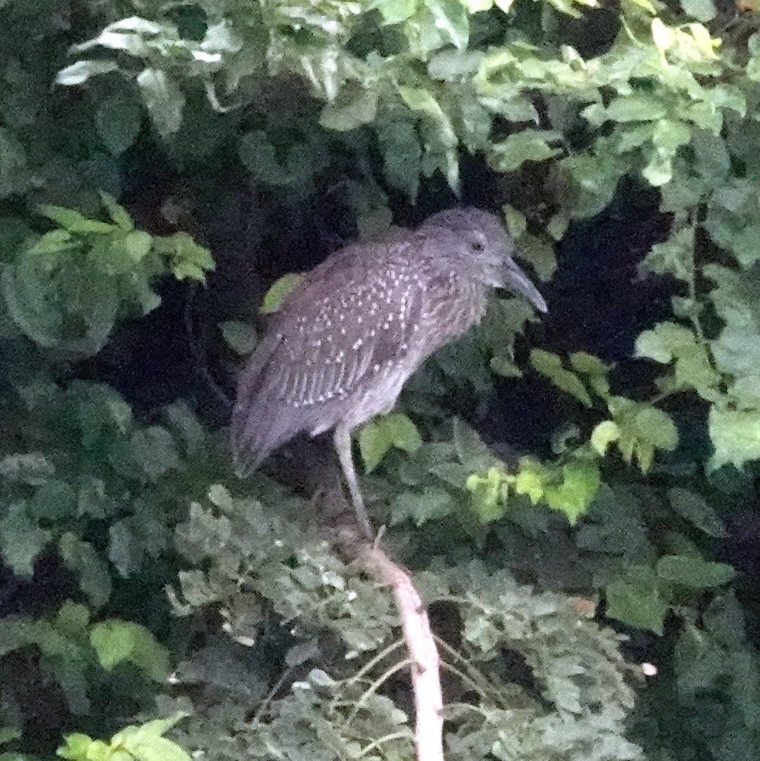 Yellow-crowned Night Heron - ML611190864