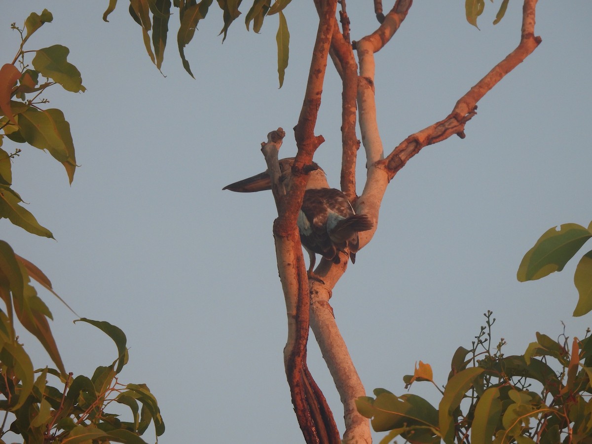 Blue-winged Kookaburra - Chrissy Freestone