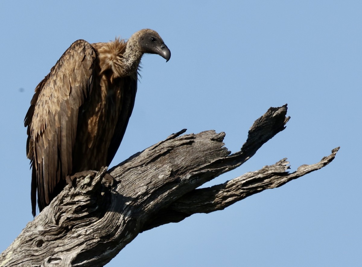 White-backed Vulture - ML611191173