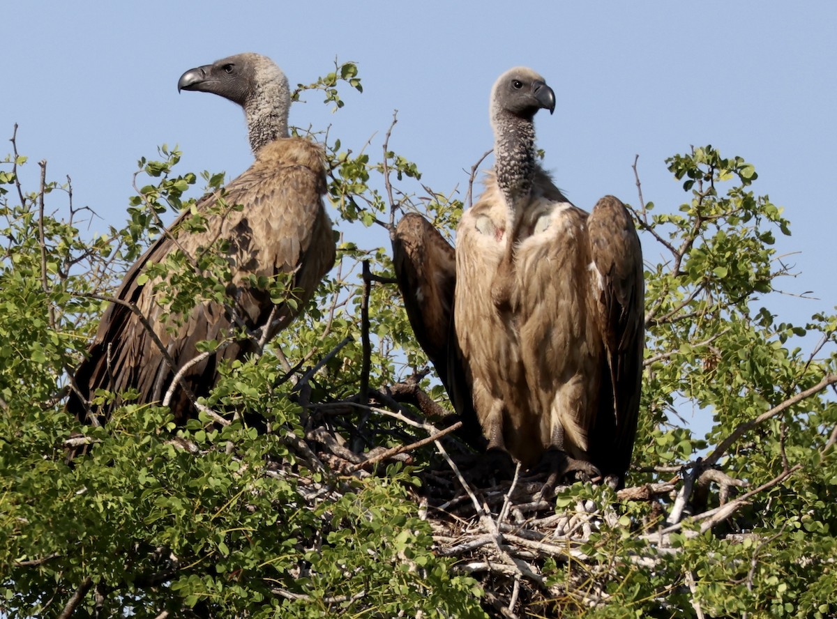 White-backed Vulture - ML611191174