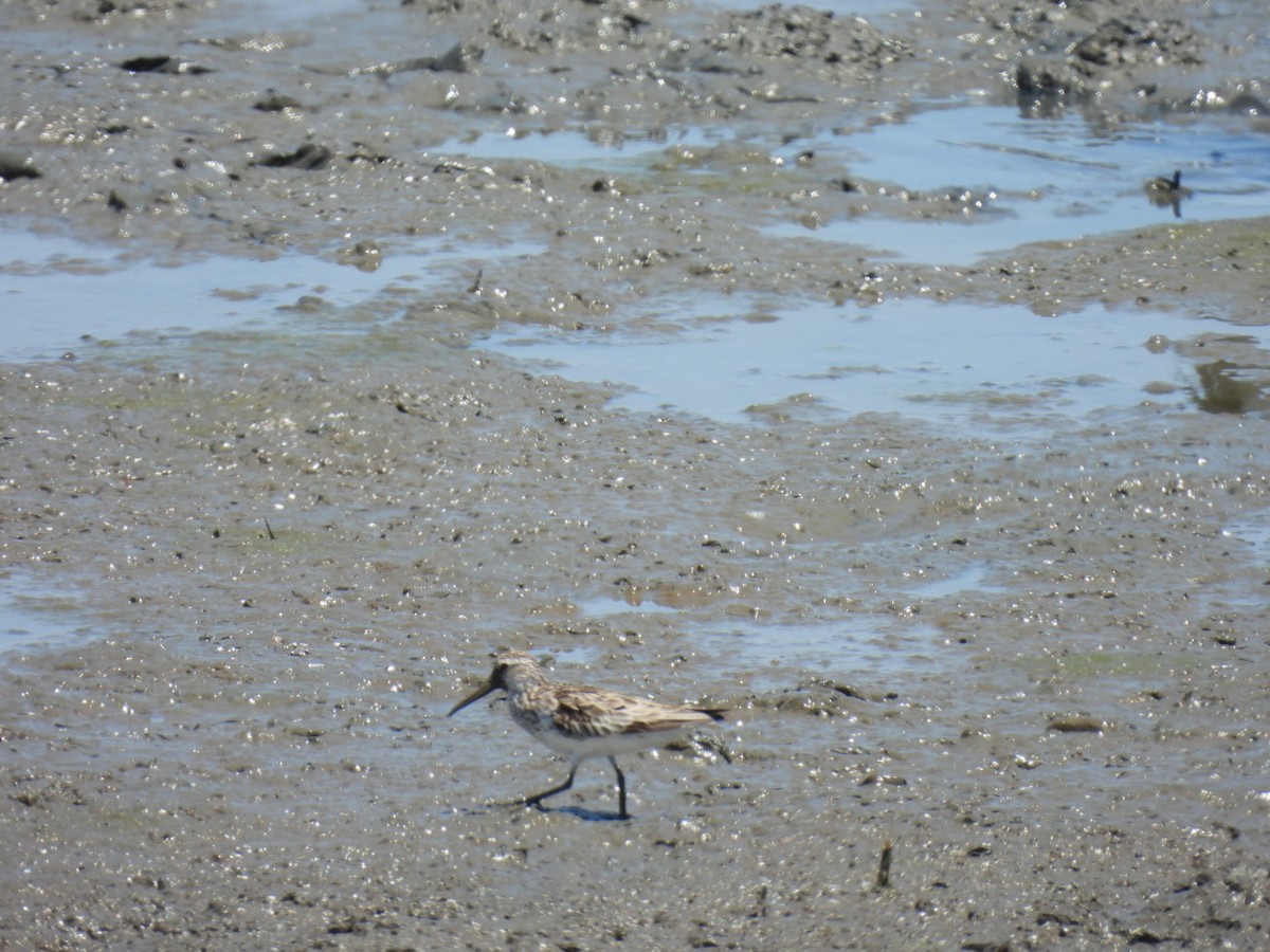 Broad-billed Sandpiper - ML611191212