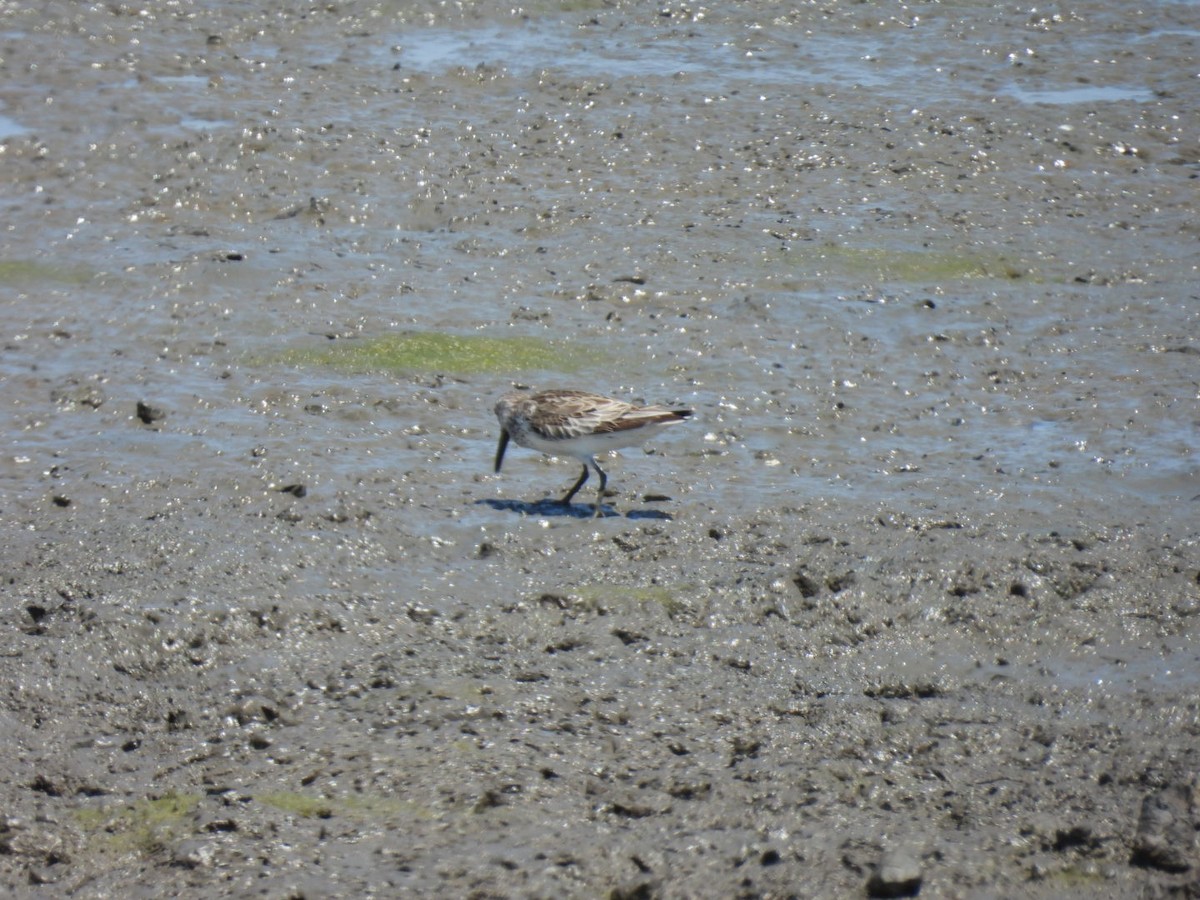 Broad-billed Sandpiper - ML611191214