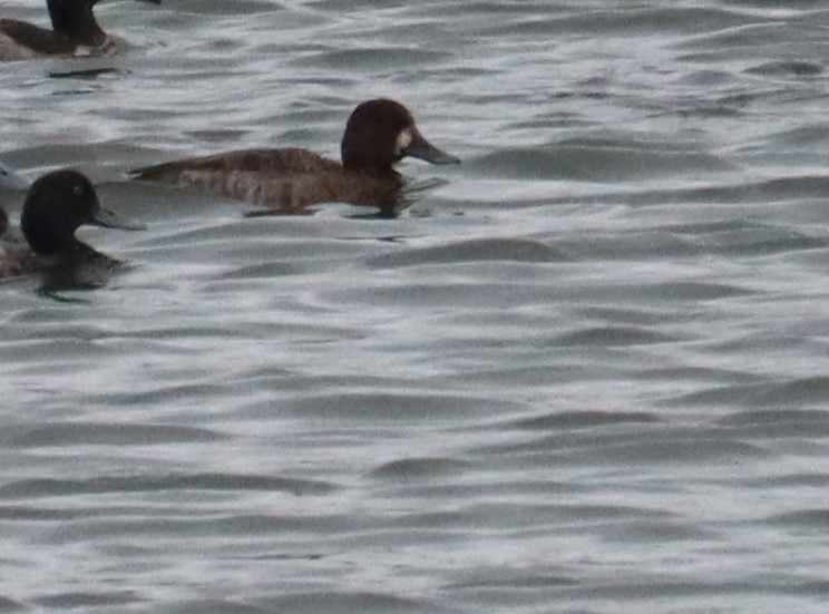 Greater Scaup - ML611191305