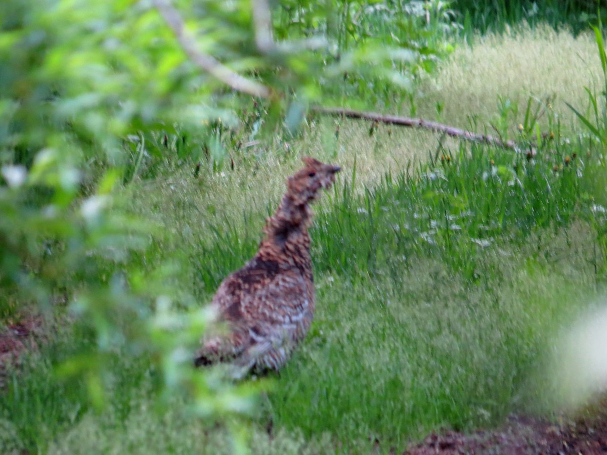 Black-billed Capercaillie - Detlef Stremke