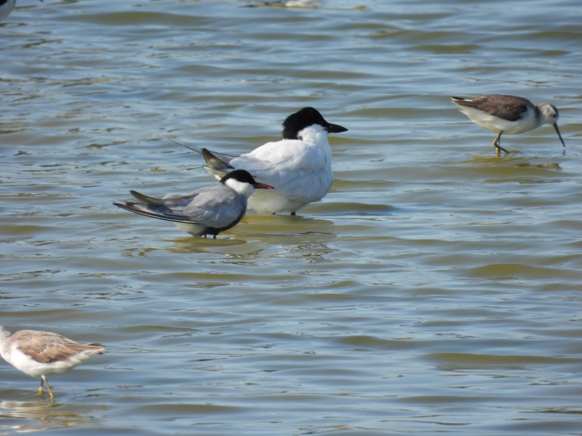 Whiskered Tern - Alison Skelhorn