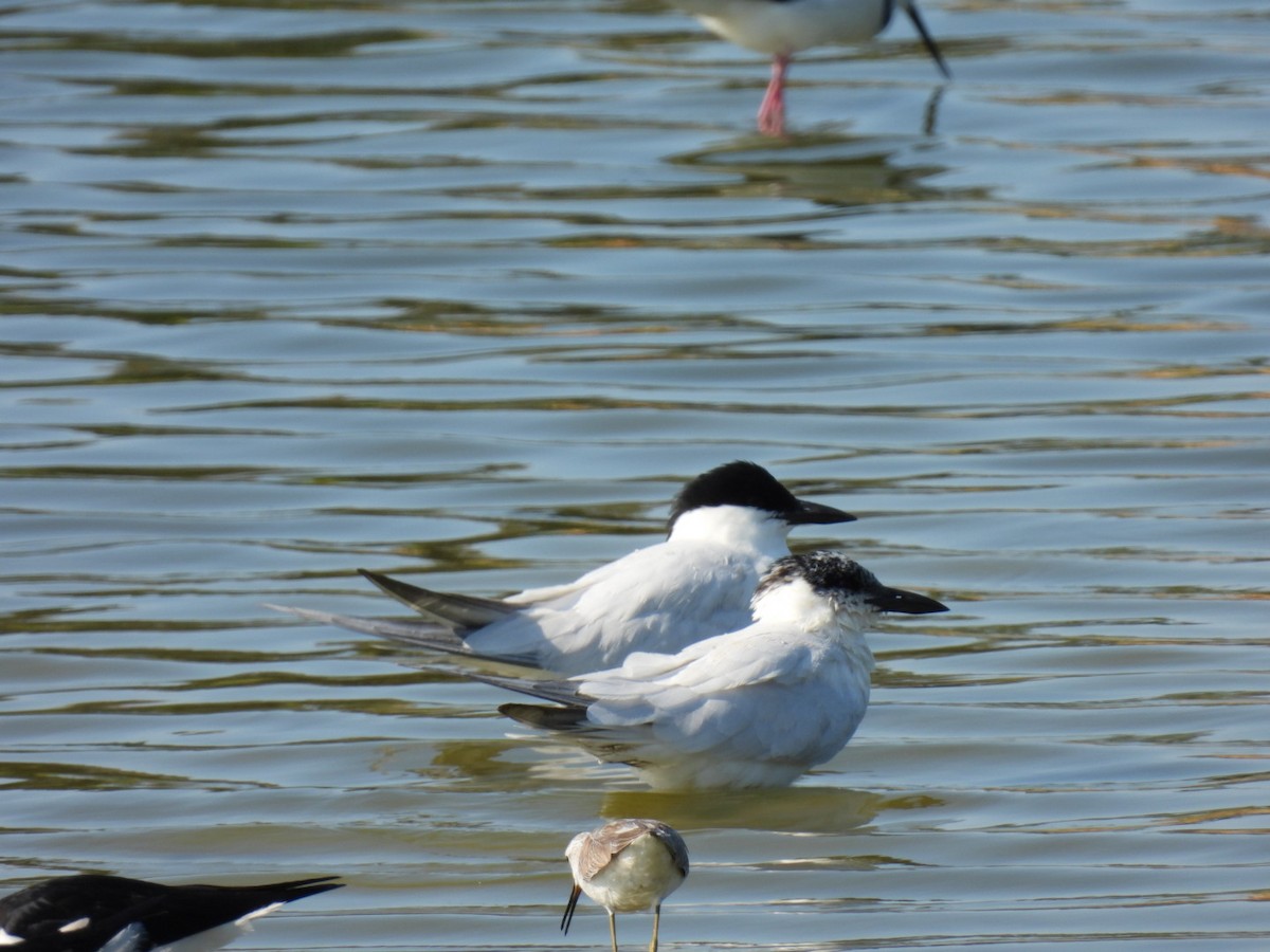 Australian Tern - Alison Skelhorn