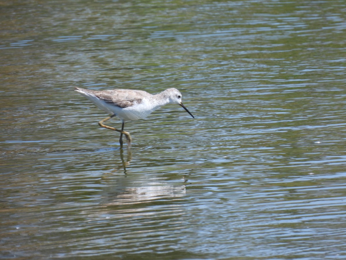 Marsh Sandpiper - Alison Skelhorn