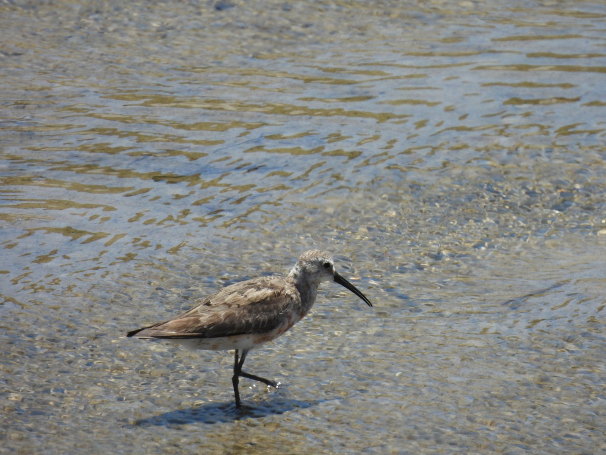 Curlew Sandpiper - Alison Skelhorn