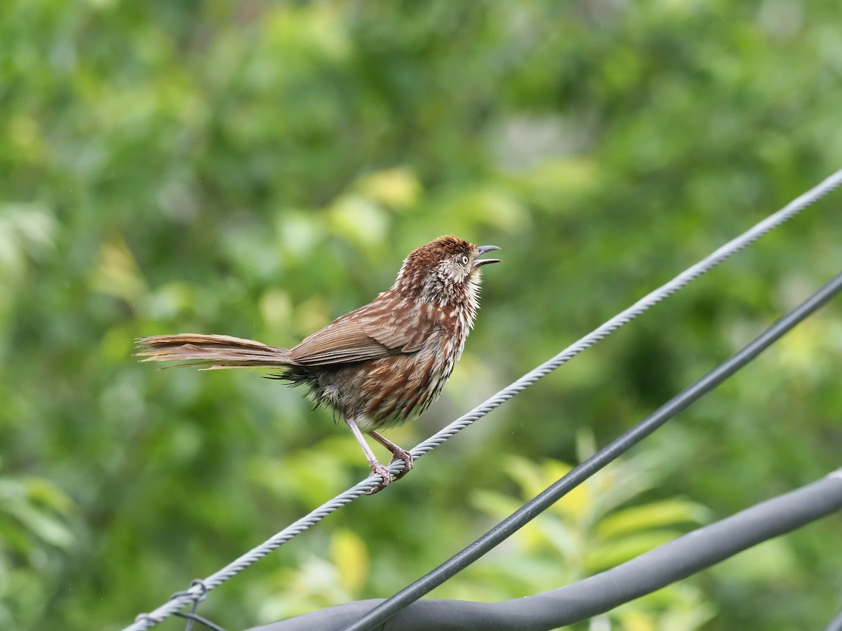 Chinese Babax - Yu Duan