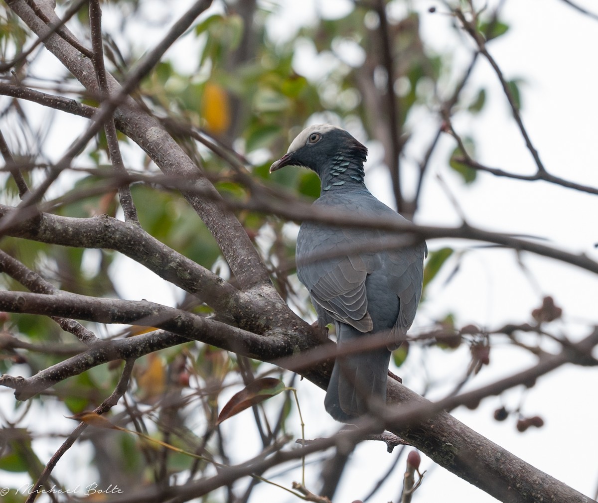 White-crowned Pigeon - ML611191614