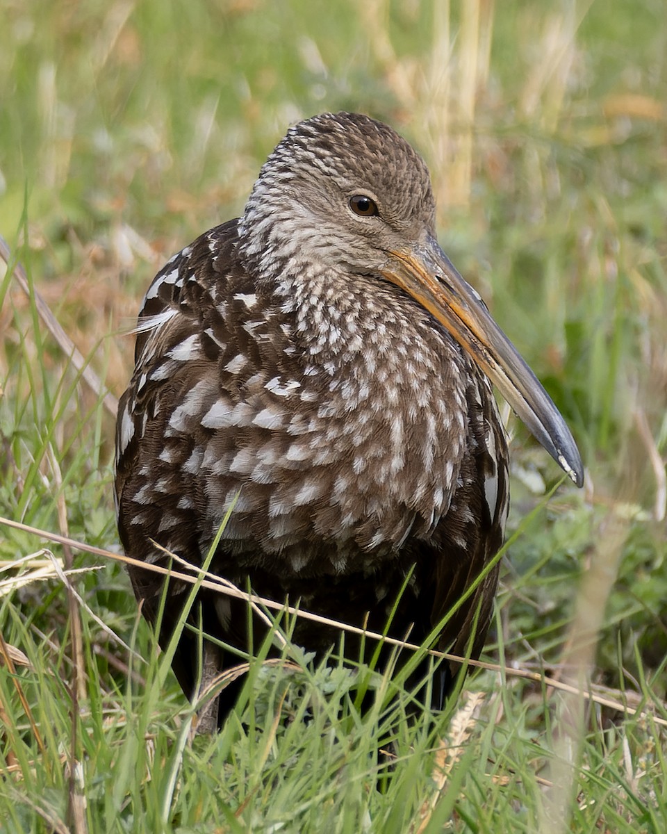 kurlan chřástalovitý - ML611191634