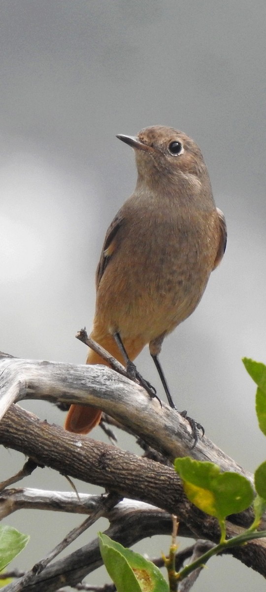 Black Redstart - ML611191972